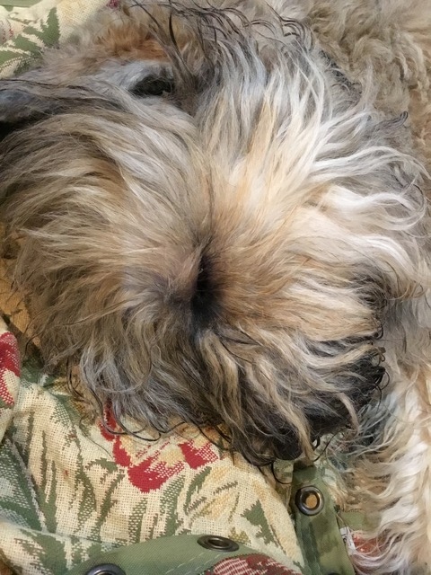 Napping in mom's hammock!